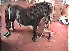 woman tease horse and then fuck